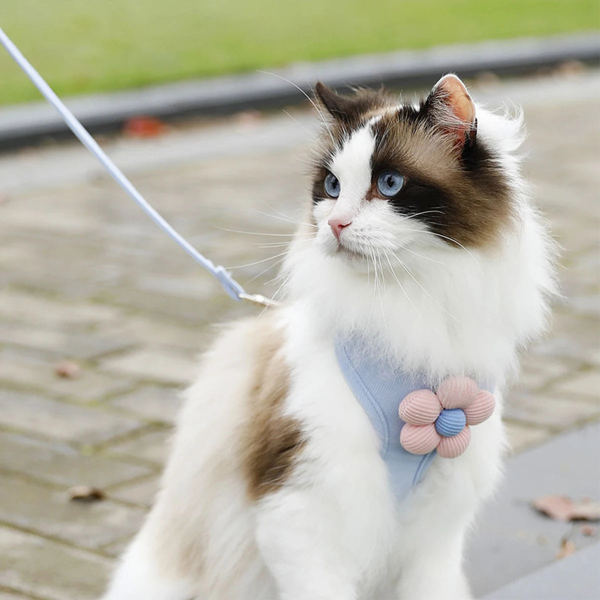 Adjustable Pet Harness & Leash Set β Breathable Walking Strap for Cats & Small Dogs