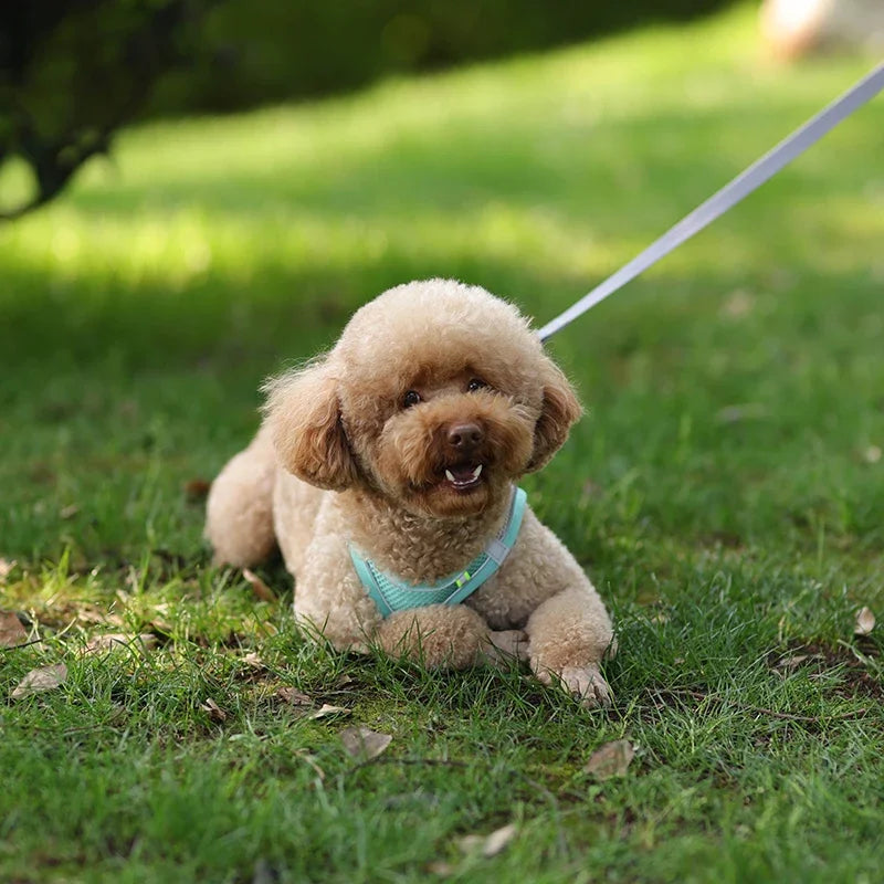 Arnés y correa ajustables para cachorros: chaleco cómodo para perros y gatos pequeños