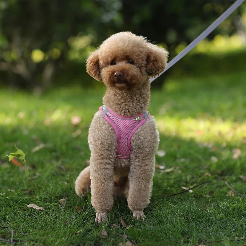 Arnés y correa ajustables para cachorros: chaleco cómodo para perros y gatos pequeños
