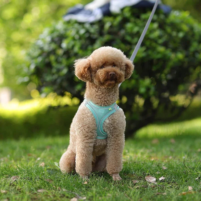 Arnés y correa ajustables para cachorros: chaleco cómodo para perros y gatos pequeños