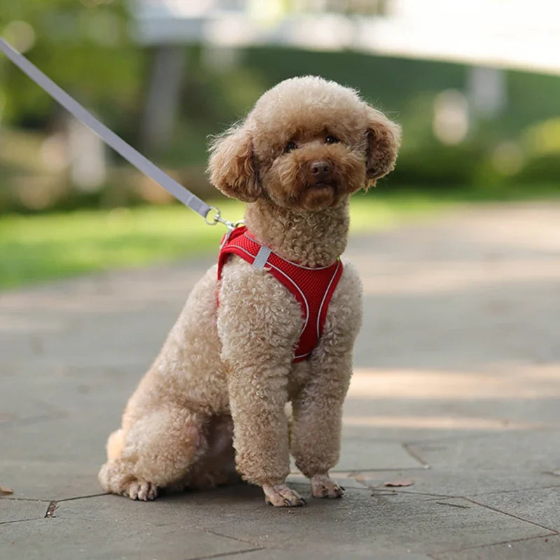 Arnés y correa ajustables para cachorros: chaleco cómodo para perros y gatos pequeños